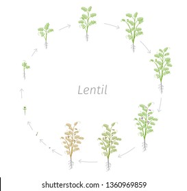 Circular life cycle of Lentil Soybean Lens culinaris. Round Growth stages vector illustration