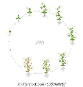 Circular life cycle of Pea Pisum sativum cultivation agriculture. Round growth stages vector illustration