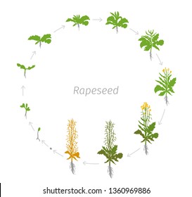 Circular life cycle of Rapeseed Brassica napus oilseed rape Round Growth stages vector illustration