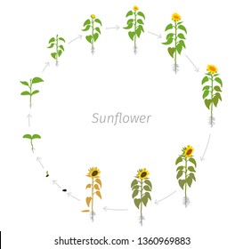 Circular life cycle of Sunflower plant. Helianthus annuus. Round Growth stages vector illustration.