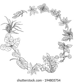 Circular pattern, wreath of herbs and herbs used in cosmetology