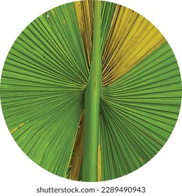 Circularly cropped image of a palmleaf, recolored digitally svg