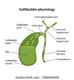 Circulation of bile in the gallbladder with description of the corresponding parts. Anatomical vector illustration in flat style isolated over white background.