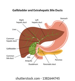 Circulation of bile. Gallbladder and extrahepatic bile ducts with description of the corresponding parts. Anatomical vector illustration in flat style isolated over white background.