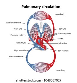 Circulation Of Blood. Diagram Of Pulmonary Circulation. Vector Illustration Of Great And Small Circles Of Blood Circulation. 