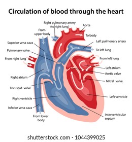 Circulation of blood through the heart. Cross sectional diagram of the  heart with main parts labeled. Vector illustration