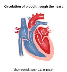 Circulation of blood through the heart. Cross sectional diagram of the heart. Vector illustration