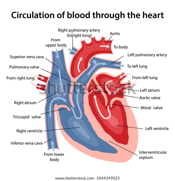 心臓を通る血液の循環 主要部分にラベルが付いた心臓の断面図 ベクターイラスト のベクター画像素材 ロイヤリティフリー