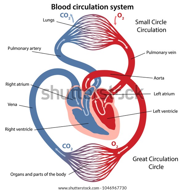 Circulation of blood through the heart.\
Cross sectional diagram of the heart. Vector illustration of great\
and small circles of blood circulation.\
