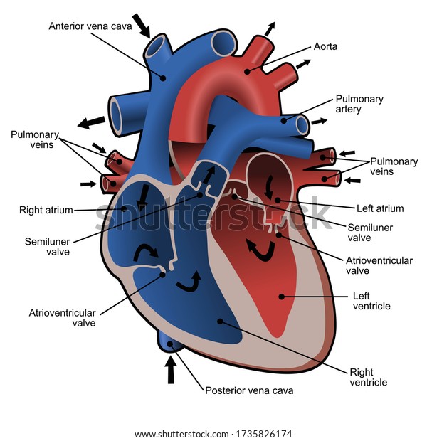 Circulation\
of blood through the heart. Cross sectional diagram of the heart\
with main parts labeled. Vector\
illustration.