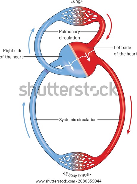 Circulation Blood Through Heart the Pulmonary Stock Vector (Royalty ...