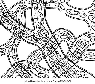 The circulation of blood in the web of a frog's foot as viewed under the microscope, looks like structures of numerous spheres with circular spots and of kidney-shape, vintage line drawing.
