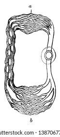 Circulation of a Crustacean where on the right side is the heart with is single cavity, vintage line drawing or engraving illustration.