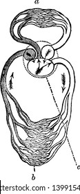 Die Zirkulation eines Reptils hat ein dreimal abgeschrägtes Herz, das dem amphibischen Herz ähnelt, das Blut in die pulmonalen und systemischen Kreisläufe leitet, die Vintage-Linie Zeichnung oder Gravitation Illustration.