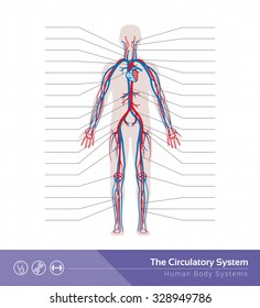 1,016 Human body flow diagram vector Images, Stock Photos & Vectors ...