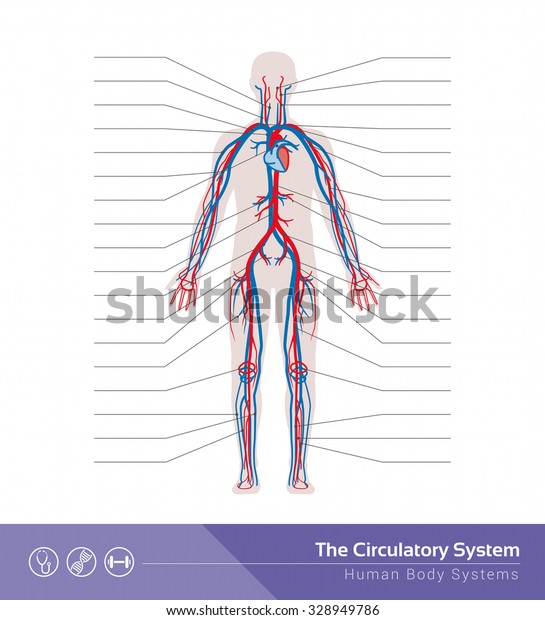 Circulatory Cardiovascular Human Body System Medical Stock Vector ...