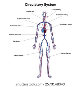 Circulatory human system full body medical diagram anatomy