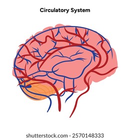 Circulatory human system head brain