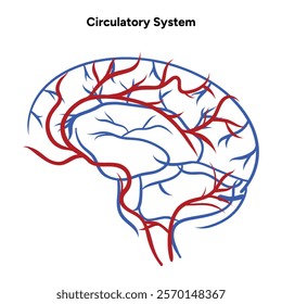Circulatory human system head brain