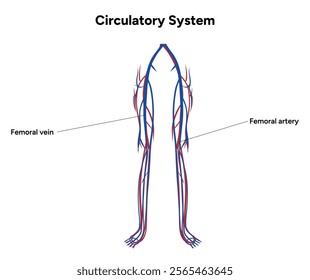 Circulatory human system legs body medical diagram anatomy