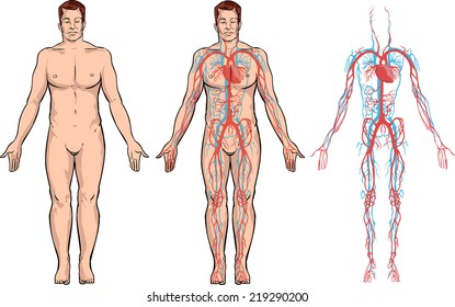 Circulatory System