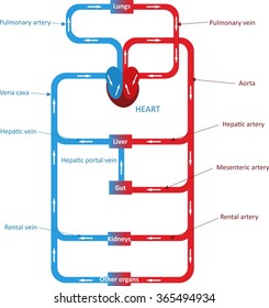 4,024 Circulatory system Stock Vectors, Images & Vector Art | Shutterstock