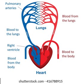 Circulatory System