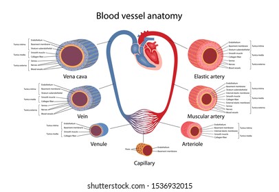 Circulatory system. Blood vessels anatomy with description of the main parts of aorta, elastic artery, muscular artery, arterioles, capillaries, venules and veins. Vector illustration.
