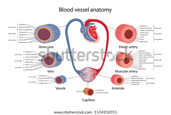 Circulatory System Blood Vessels Anatomy Description Stock Vector ...