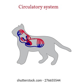 Circulatory system of the cat