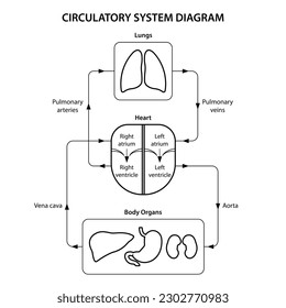 Diagrama del sistema circulatorio etiquetado. Ilustración en blanco y negro.
