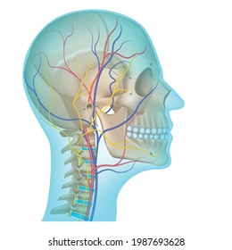 circulatory system of the head. Veins and arteries running along the spine and on the skull. Vector illustration