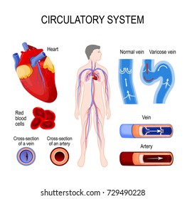 Kreislaufsystem: Herz, Kreislauf-Arterie und Vene, rote Blutkörperchen. Herz-Kreislauf-System oder das Gefäßsystem. Illustration für Ihr Design und Ihre medizinische Nutzung. menschliche Anatomie