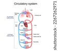 circulation system