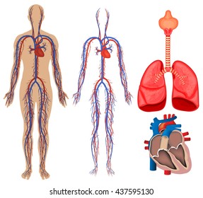 Circulatory system in human body illustration