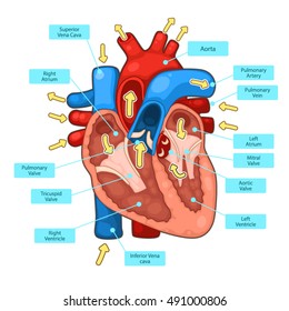 Circulatory system info graphic