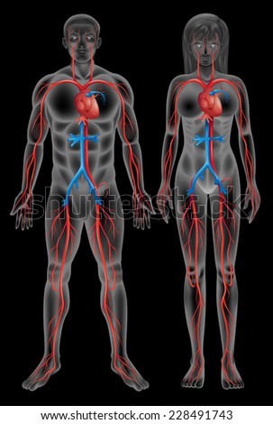 Circulatory System Male Female On Black Stock Vector (Royalty Free