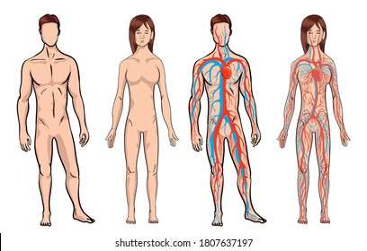 Kreislaufsystem. Medizinische Vektorgrafik Anatomie des menschlichen Körpersystems. Kreislaufsystem von Männern und Frauen auf weißem Hintergrund. Körpervitalität. Vektorgrafik