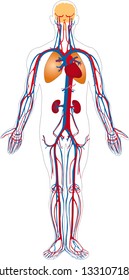 Circulatory System Vector Illustration