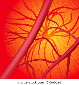 Circulatory System. Vector Illustration (EPS v.8.0)
