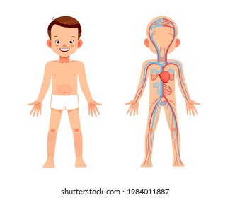 Sistemas circulatorios de cuerpo humano. Corazón de niño y sistemas circulatorios internos. Mi cuerpo, elementos del afiche de infografía educativa para niños. Ilustración de dibujos animados vectoriales Isolados.