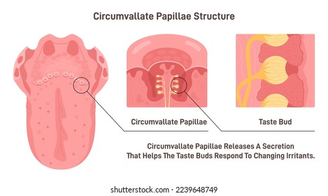 Circumvallate papillae structure. Taste receptors of the tongue placed at the base of human tongue near throat. Part of the digestive system. Flat vector illustration