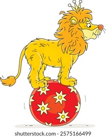 Circus African lion with a golden crown balancing on a big ball with stars in a funny circus performance, vector cartoon illustration on a white background