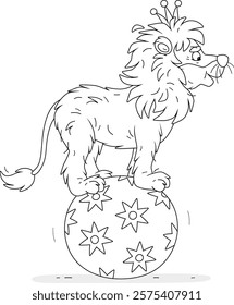 Circus African lion with a golden crown balancing on a big ball with stars in a funny circus performance, black and white vector cartoon illustration for a coloring book