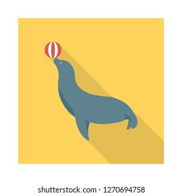 circus   animal   seal  