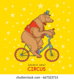 Circus bear on a bicycle. Laughter, tricks, circus and show. Representation with drissated animals.