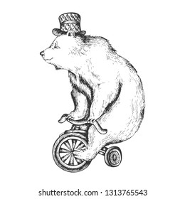 Circus bear on bicycle sketch engraving vector illustration. Scratch board style imitation. Hand drawn image.