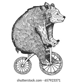 Circus bear on bicycle vector illustration. Scratch board style imitation. Hand drawn image.