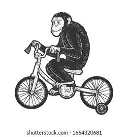 circus chimpanzee monkey rides a bicycle sketch engraving vector illustration. T-shirt apparel print design. Scratch board imitation. Black and white hand drawn image.