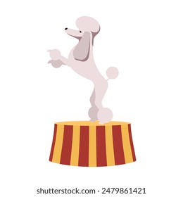 Circus dog standing on pedestal. Cute white poodle on stage on carnival performance. Cartoon isolated vector icon.